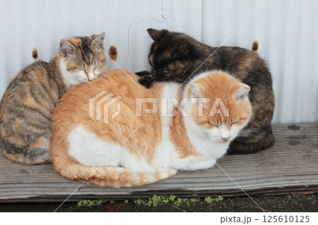 ぴったりくっついておやすみ中の子猫とどっしりの父猫とのスリーショット 125610125