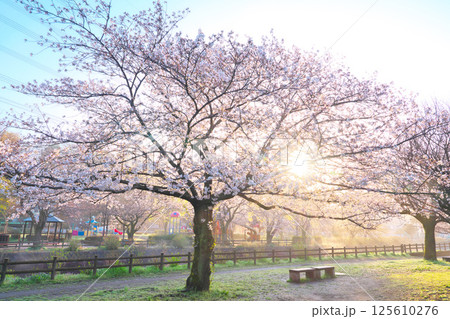 綾瀬市、綾南公園の桜 125610276