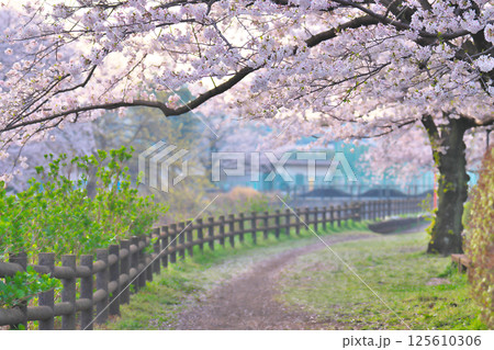 綾瀬市、綾南公園の桜 125610306