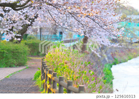 綾瀬市、綾南公園の桜 125610313