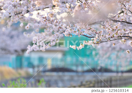 綾瀬市、綾南公園の桜 125610314