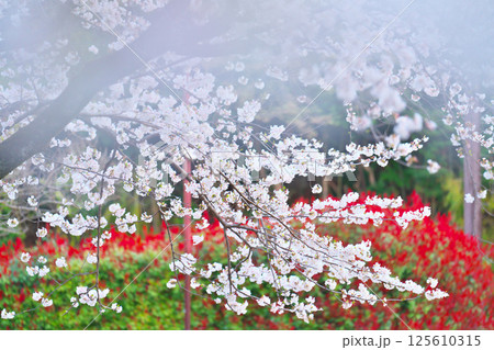 綾瀬市、綾南公園の桜 125610315