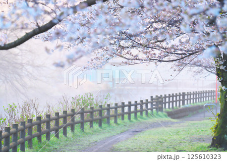 綾瀬市、綾南公園の桜 125610323