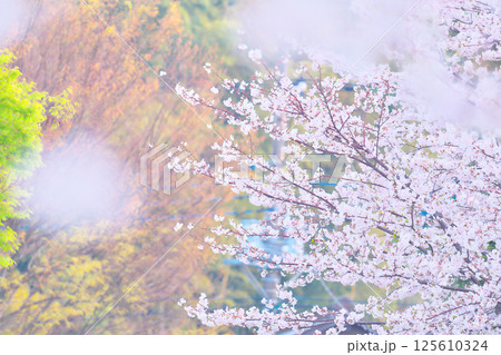 綾瀬市、綾南公園の桜 125610324