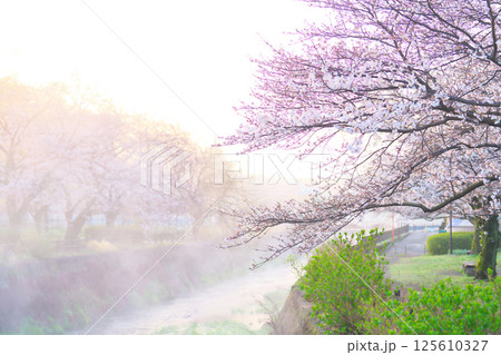 綾瀬市、綾南公園の桜 綾瀬市、綾南公園の桜 125610327