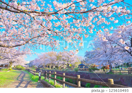 綾瀬市、綾南公園の桜 125610493