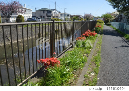 八重桜咲く程久保川　日野市 125610494