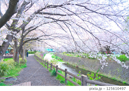 綾瀬市、綾南公園の桜 125610497