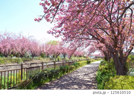 八重桜咲く程久保川　日野市 125610510