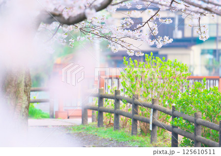 綾瀬市、綾南公園の桜 125610511