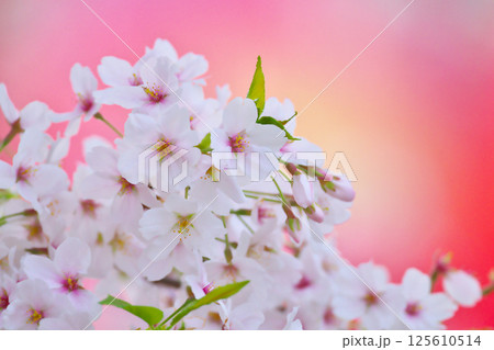 綾瀬市、綾南公園の桜 綾瀬市、綾南公園の桜 125610514