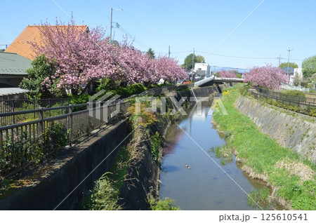 八重桜咲く程久保川　日野市 125610541