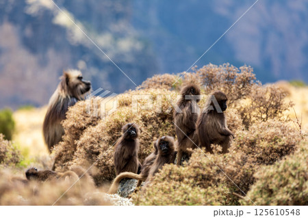 Endemic Gelada, Theropithecus gelada, in Simien mountain, Ethiopia wildlife 125610548