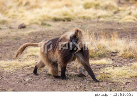 Endemic Gelada, Theropithecus gelada, in Debre Libanos, Simien mountain, Ethiopia wildlife 125610553