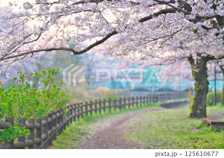 綾瀬市、綾南公園の桜 125610677