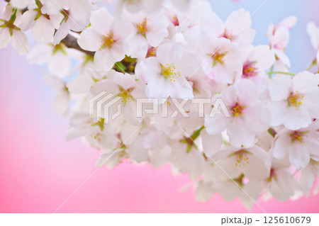 綾瀬市、綾南公園の桜 125610679