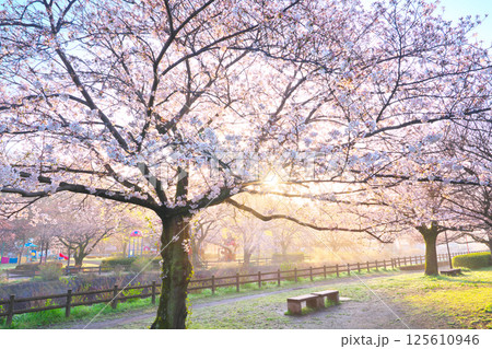 綾瀬市、綾南公園の桜 125610946