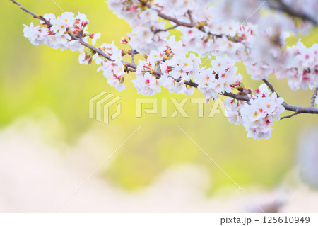 綾瀬市、綾南公園の桜 125610949