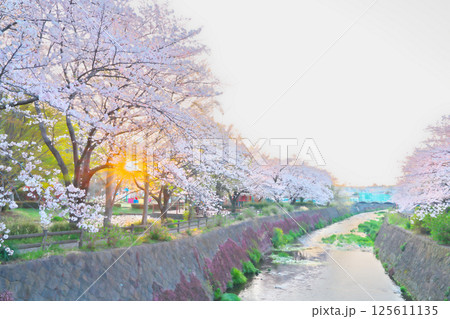 綾瀬市、綾南公園の桜 125611135