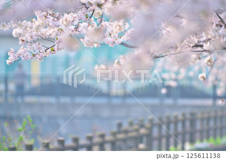 綾瀬市、綾南公園の桜 綾瀬市、綾南公園の桜 125611138