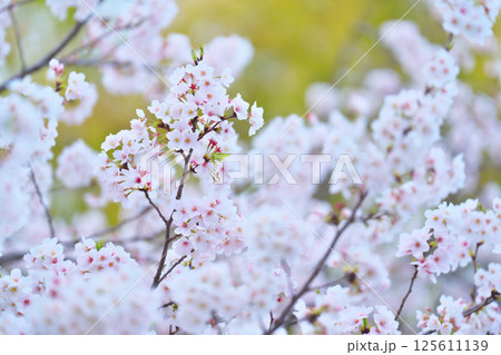 綾瀬市、綾南公園の桜 綾瀬市、綾南公園の桜 125611139