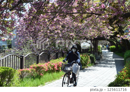 桜咲く日野市程久保川 125611716