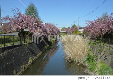 桜咲く日野市程久保川 125611732