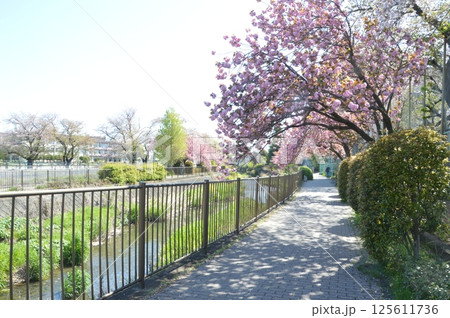桜咲く日野市程久保川 桜咲く日野市程久保川 125611736