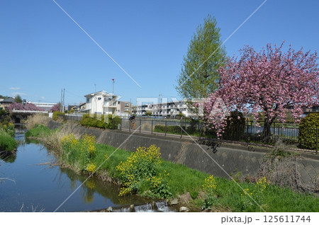桜咲く日野市程久保川 桜咲く日野市程久保川 125611744