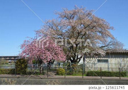 桜咲く日野市程久保川 桜咲く日野市程久保川 125611745