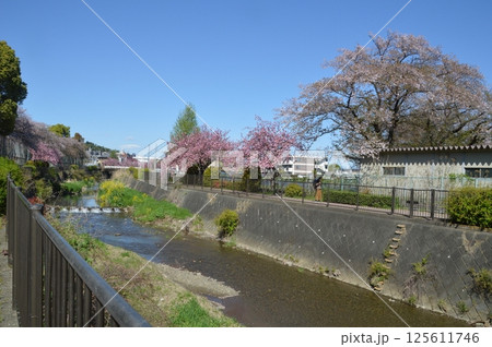 桜咲く日野市程久保川 125611746
