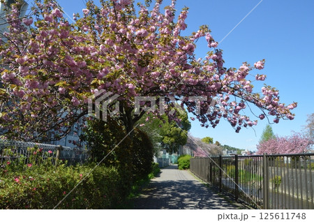 桜咲く日野市程久保川 125611748