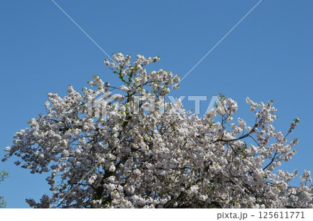 桜咲く日野市程久保川 桜咲く日野市程久保川 125611771