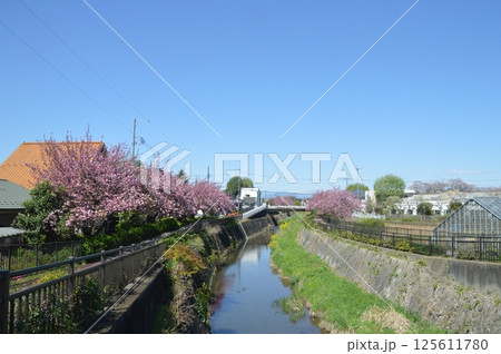桜咲く日野市程久保川 桜咲く日野市程久保川 125611780
