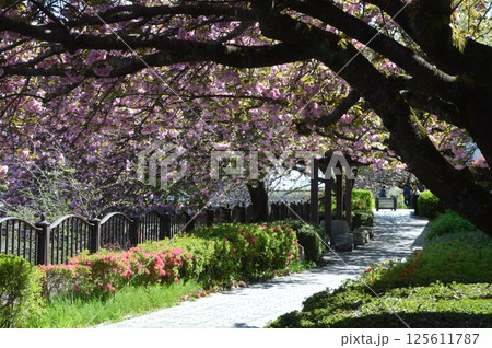 桜咲く日野市程久保川 桜咲く日野市程久保川 125611787