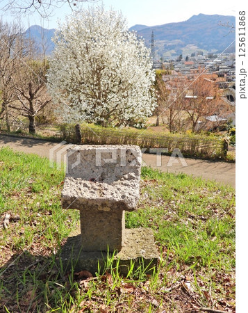小さな石の祠に相対して咲く白い花の辛夷 125611868