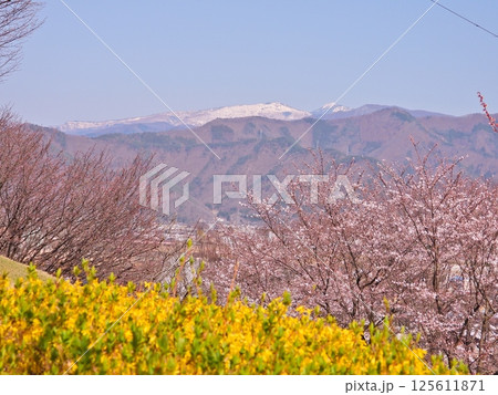 稲荷山公園から春の花越しに見る雪の菅平 125611871