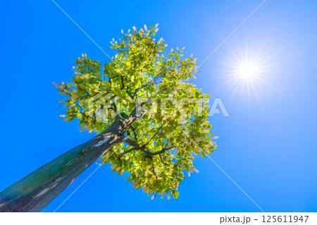日本の横浜都市景観 緑と白が映えるハクウンボク(白雲木)…。花言葉は壮大、愛の旅、朗らかな人=30日 日本の横浜都市景観 緑と白が映えるハクウンボク(白雲木)…。花言葉は壮大、愛の旅、朗らかな人=30日 125611947