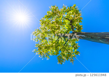 日本の横浜都市景観 緑と白が映えるハクウンボク（白雲木）…。花言葉は壮大、愛の旅、朗らかな人＝30日 125611948