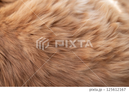 猫の毛並み 茶トラ猫 猫の毛並み 茶トラ猫 125612167