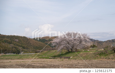 満開の桜 125612175
