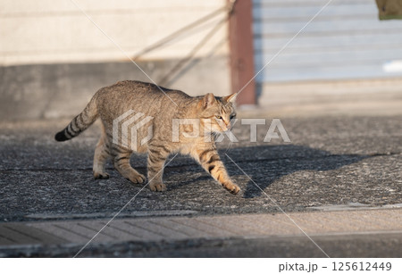 路地を歩く猫　キジトラ猫 125612449