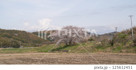 満開の桜 125612451