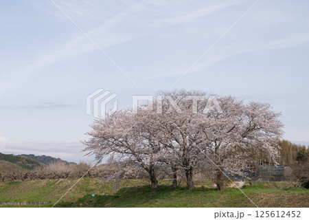 満開の桜 125612452