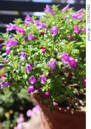 ミンティアの紫の小花 ミンティアの紫の小花 125612462