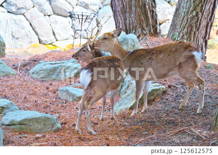 金華山の鹿 125612575