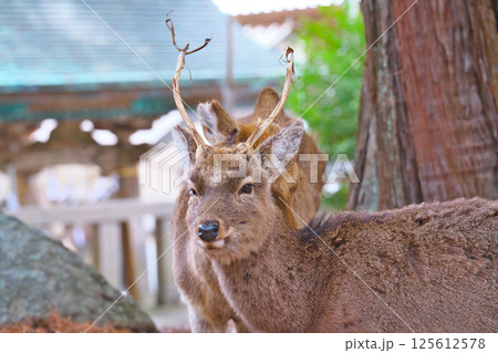 金華山の鹿 金華山の鹿 125612578