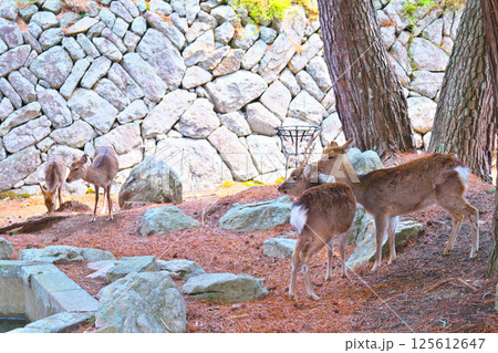 金華山の鹿 125612647