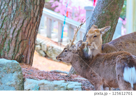 金華山の鹿 125612701