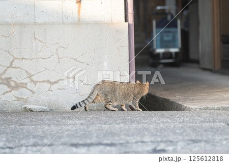 路地を歩く猫　キジトラ猫 125612818
